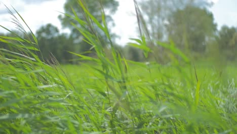 tiro de enfoque de un campo de caña que sopla suavemente y se balancea en el viento
