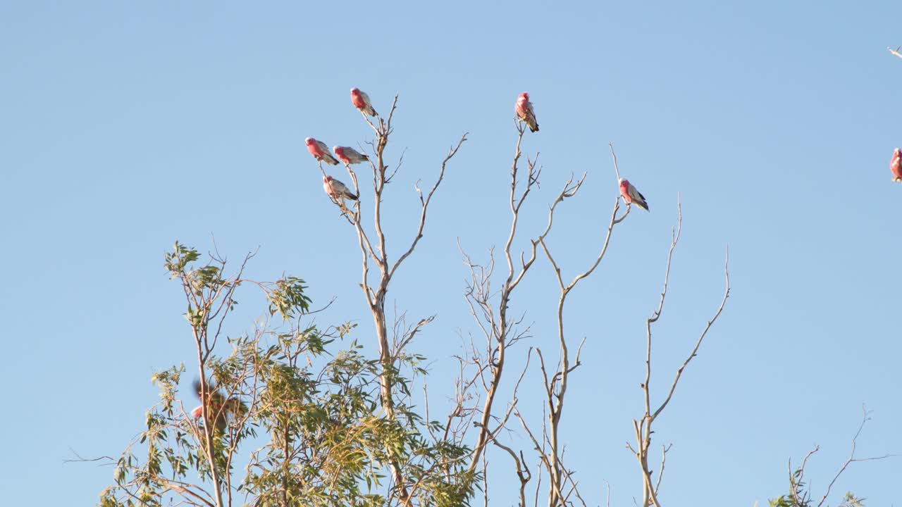 una bandada de galahs rosas descansando sobre un árbol en el interior de australia