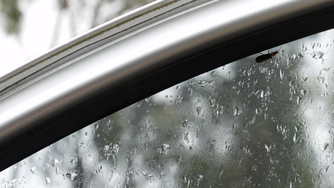 주황색 줄무늬가 있는 검은색 곤충이 자동차 문의 유리창을 따라 등을 타고 오르고 있다