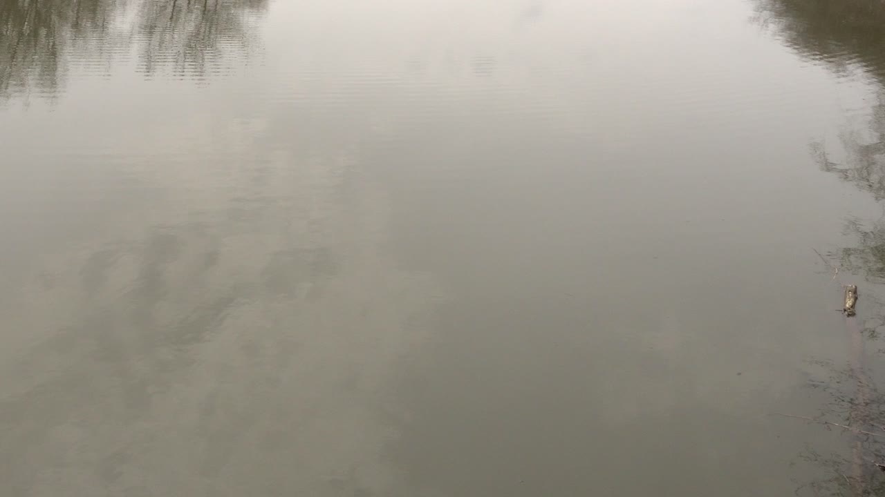 A peaceful, calm, and relaxing water surface with barely noticeable waves. We can see the reflections of a few trees.