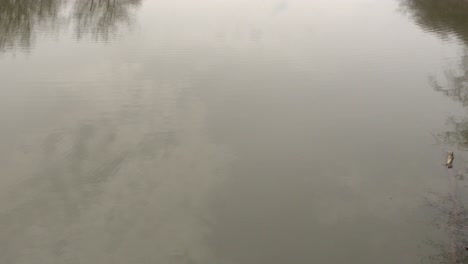 a peaceful, calm, and relaxing water surface with barely noticeable waves. we can see the reflections of a few trees.