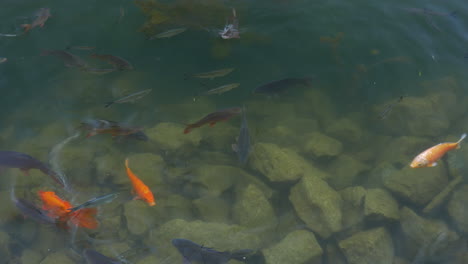 goldfish and carp in clear water