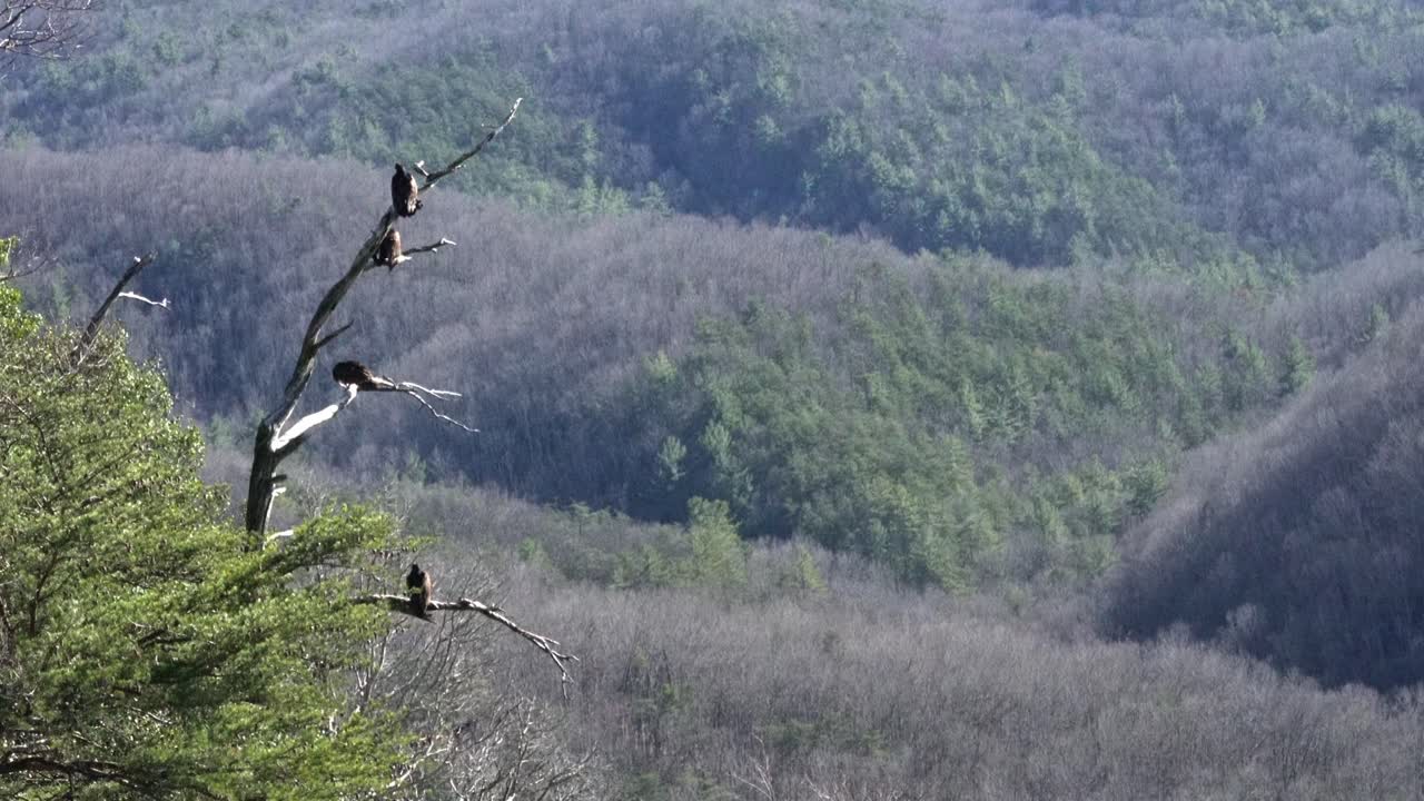 los halcones cuelgan de un árbol en la parada de la montaña de piedra