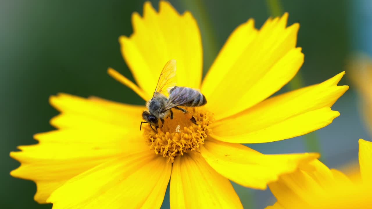Nice summer flowers. Coreopsis. Bee on yellow flower, close up