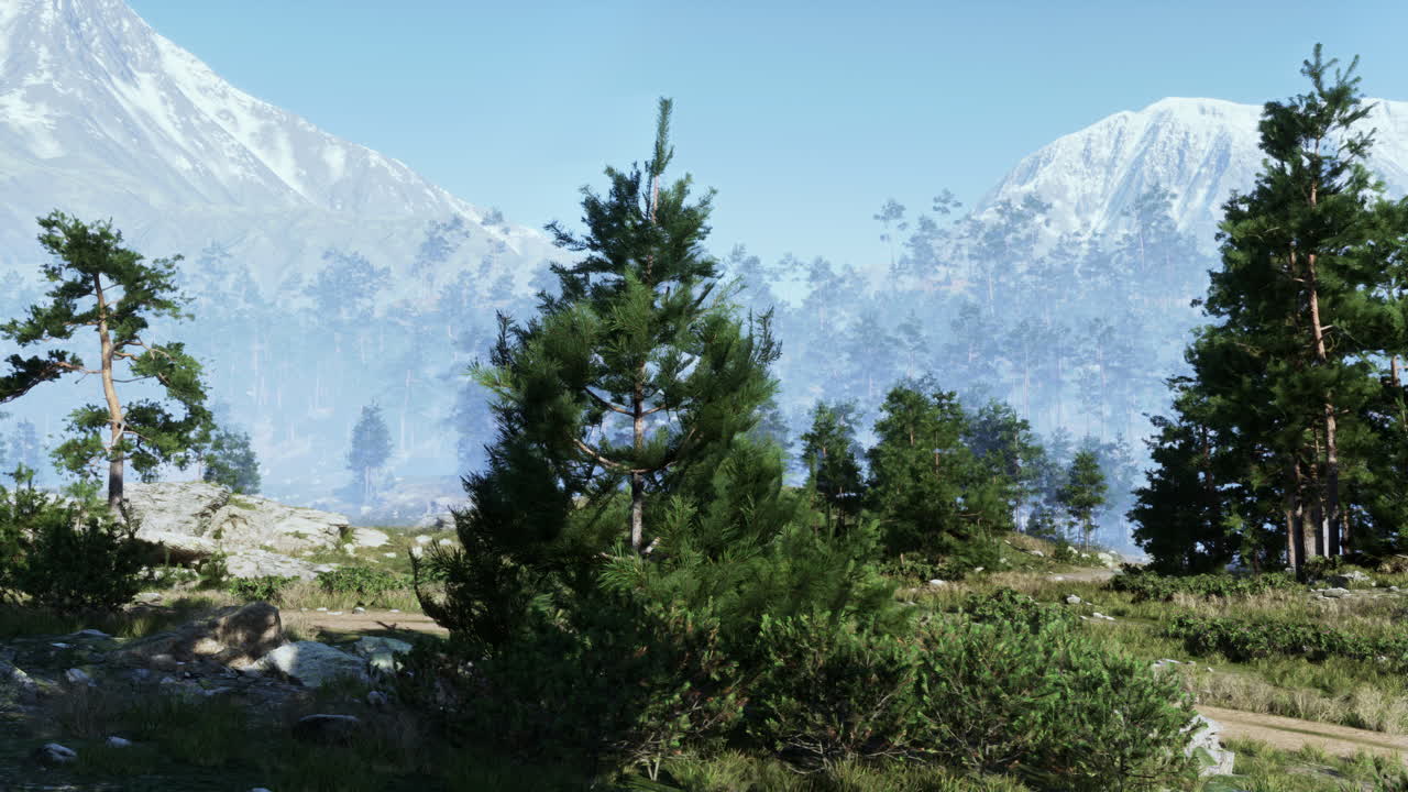 소나무 와 안개 가 있는 조용 한 산악 풍경