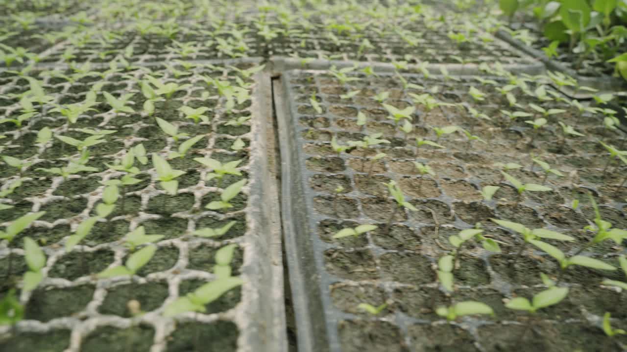 primer plano extremo de las plantas chupadoras de pimienta de campana de bebé listas para entrar en el cultivo de plantas en el suelo y el cultivo de cultivos frescos y saludables