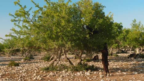 Moroccan goats climbing and grazing on argan trees in desert of North Morocco