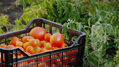 verduras frescas en el jardín - una caja con tomates entre las ramas de los tomates