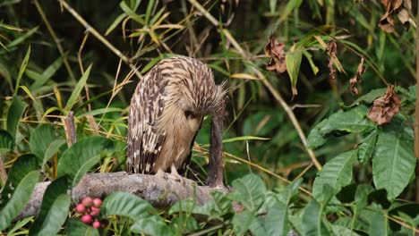 Sieht-Schläfrig-Aus,-Während-Er-Nach-Rechts-Blickt,-Putzt-Dann-Plötzlich-Seine-Vorderfedern-Und-Schließt-Dann-Wieder-Die-Augen,-Buffy-Fish-Owl-Ketupa-Ketupu,-Thailand