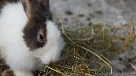 a rabbit nibbles on hay in a natural setting.