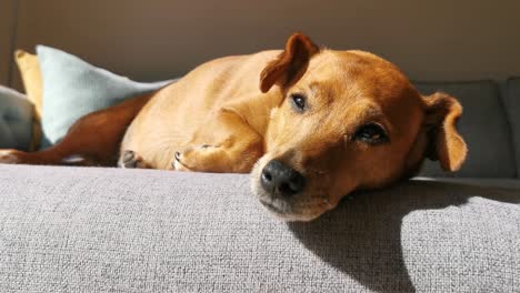 Cute-dog-chilling-out-on-the-sofa-in-the-sun,-find-it-hard-to-keep-its-eye-open