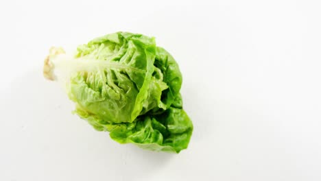 close-up of lettuce