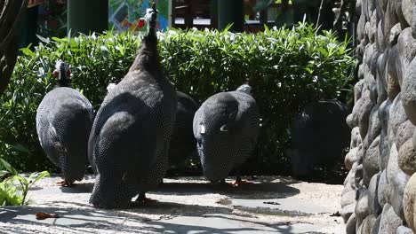 black-feathered female turkeys walk around the hatchery