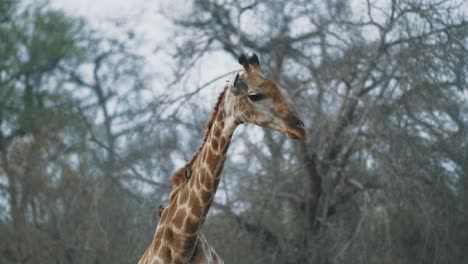 Giraffe-looking-around-with-oxpeckers-on-its-neck-in-Kruger-National-Park,-South-Africa---4K