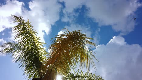 helicopter flight passes through shot under a shady palm tree