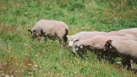 ruhige schafe, die an sommertagen auf einem grashügel weiden, vieh