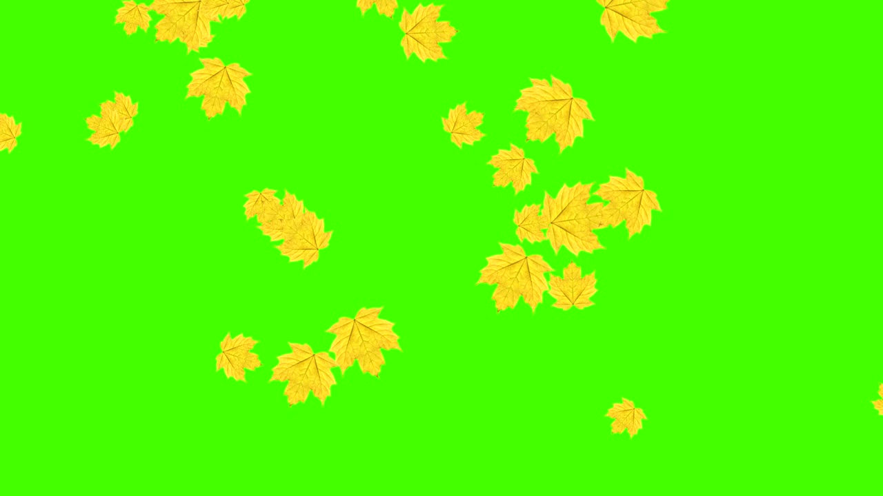 가을 잎이 떨어지는 루프, 녹색 화면 크로마 키