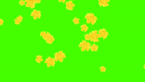 herfstbladeren vallen lus, groen scherm chroma sleutel