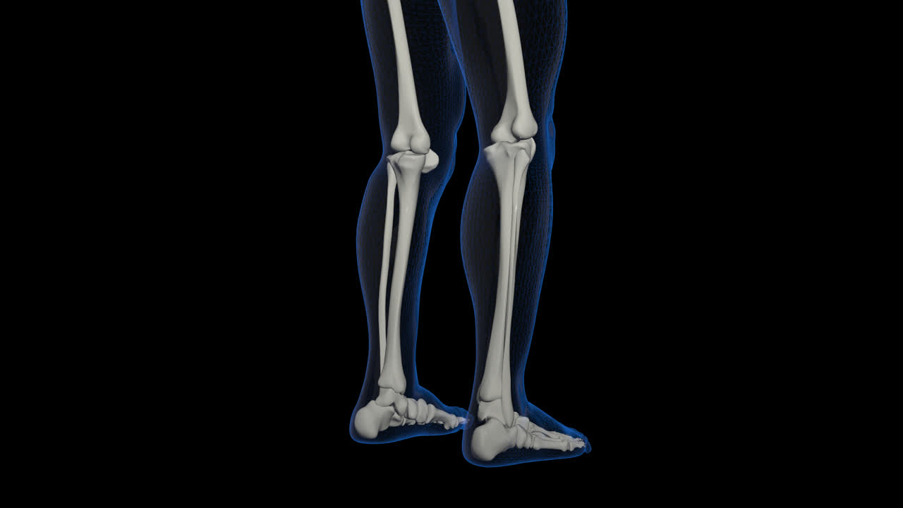 Skeleton Legs With Alpha Channel