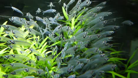 shoal of glass catfish in aquarium