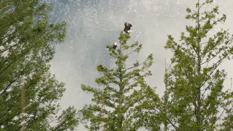 Wide-view-of-Pair-of-Bald-Eagles-on-Treetop,-Dense-fog-in-the-Forest-in-Background