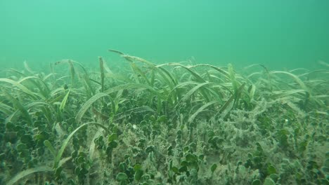 Mixed-Turtlegrass-and-Macroalgae-Bed,-4k,-Florida,-USA