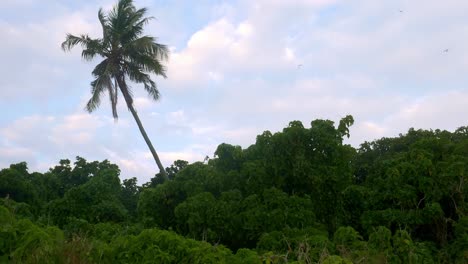 Lonely-palm-tree-on-secluded-Seychelles-island