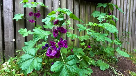 purple flowers blooming near wooden fence in stirling