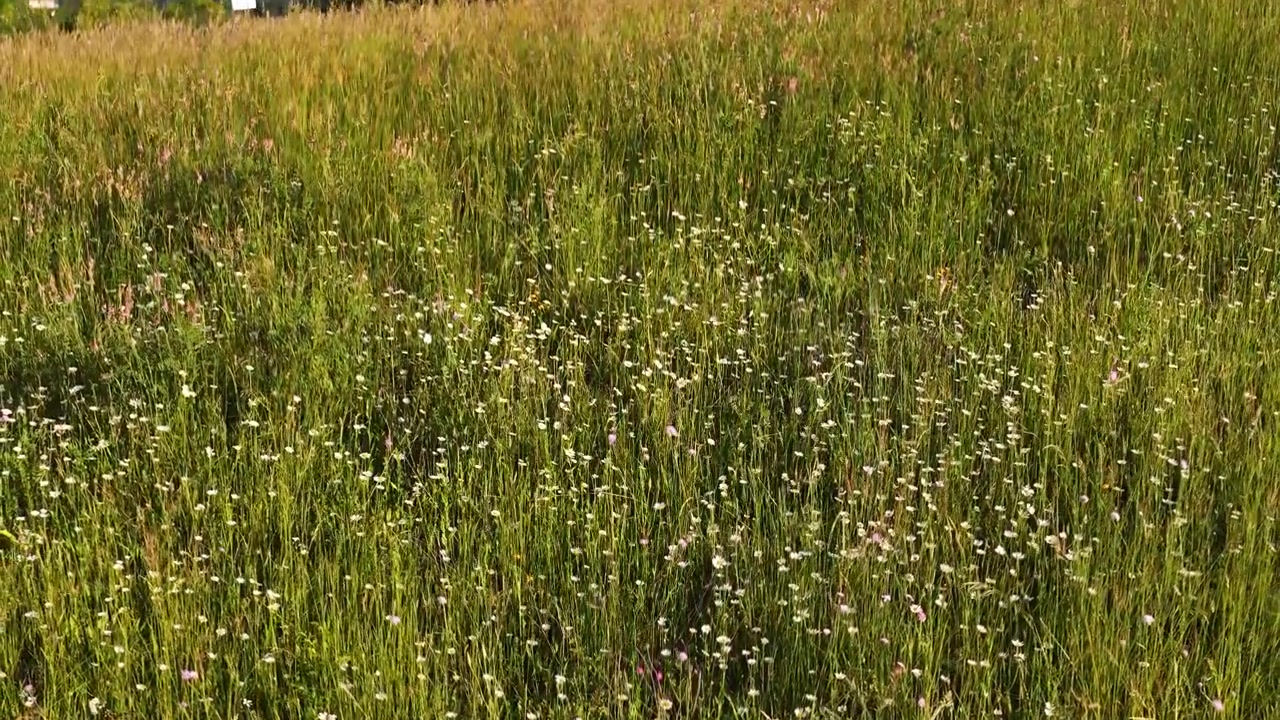 Inquadratura ampia statica di un campo verde lussureggiante con margherite in fiore sotto la luce intensa del sole.