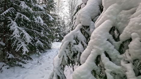 close up of pine trees branches covered in thick snow in the middle of forest