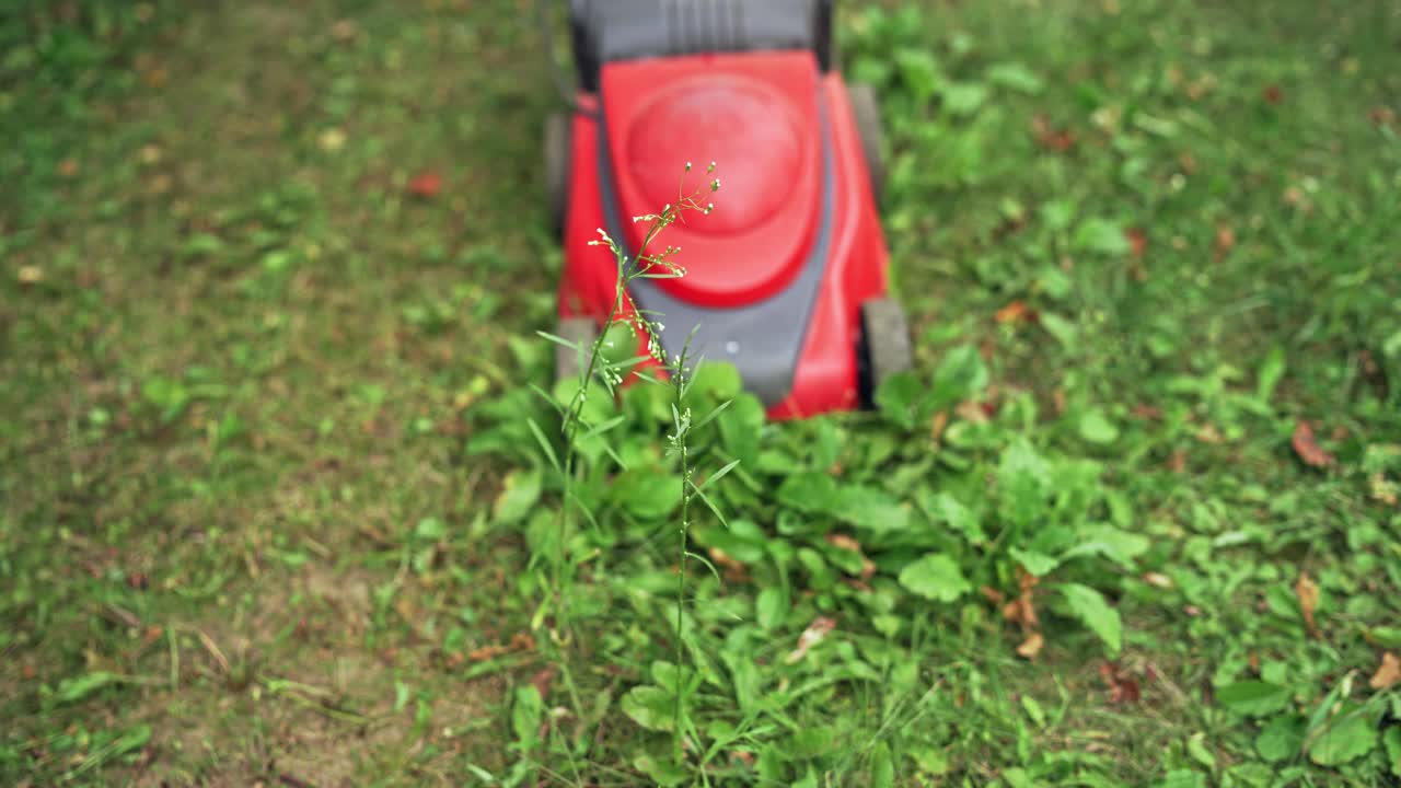 Red lawn mower. Electric machine cutting green grass in the garden. Close-up.