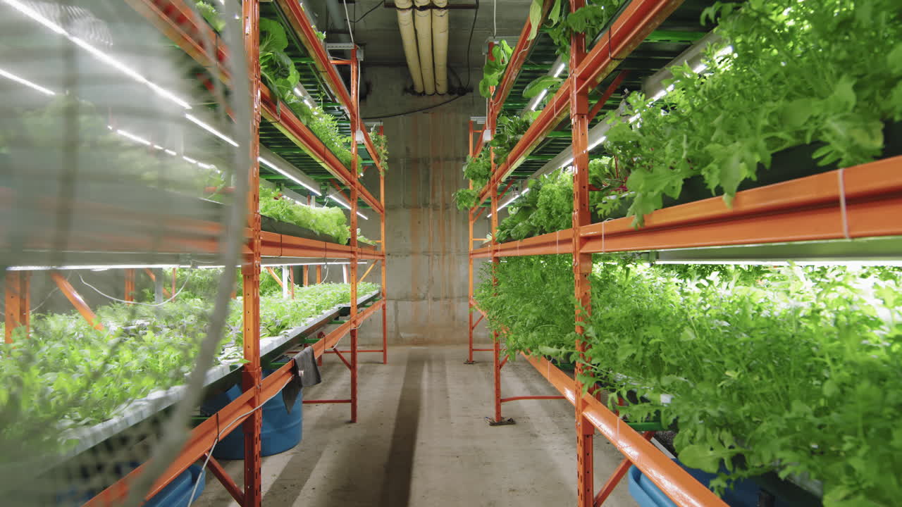 Vertical Farm With Rows Of Growing Seedlings