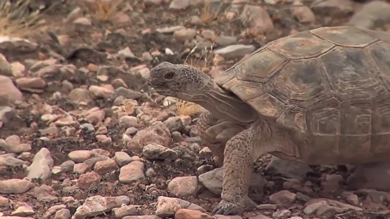tortugas del desierto en peligro de extinción en su hábitat natural