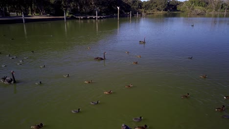 flocks of black swans and wild ducks are swimming in a pond at centennial park