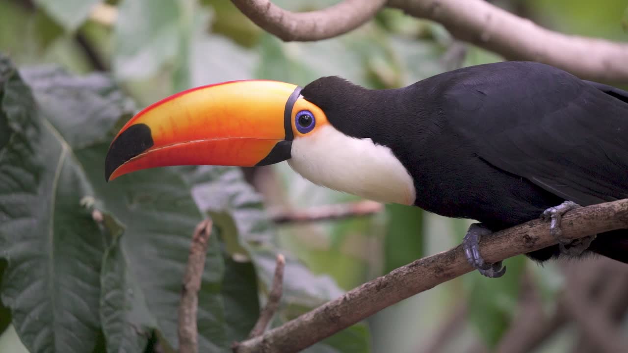 Imagem de paisagem selvagem de um tucano-toco (Ramphastos toco) preto com garganta branca e bico enorme laranja brilhante, empoleirado num galho de madeira, olhando lentamente para a câmera em um clima tropical.