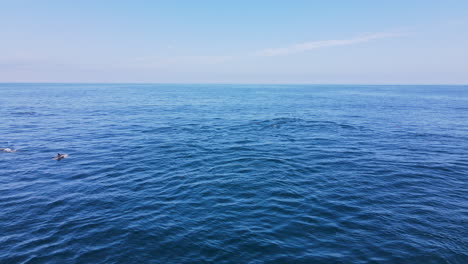 pod of common dolphins swim together at surface of open atlantic ocean, aerial