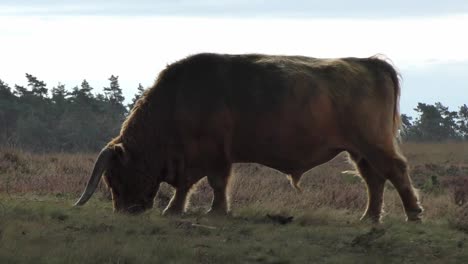 Highland-Cattle-Walking-And-Grazing-On-Grassy-Field