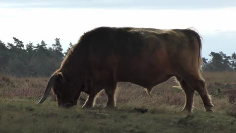 el ganado de las tierras altas caminando y pastando en el campo de hierba