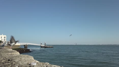 seagulls and pigeons flying near sea wall at lisbon embankment with pier in view in background