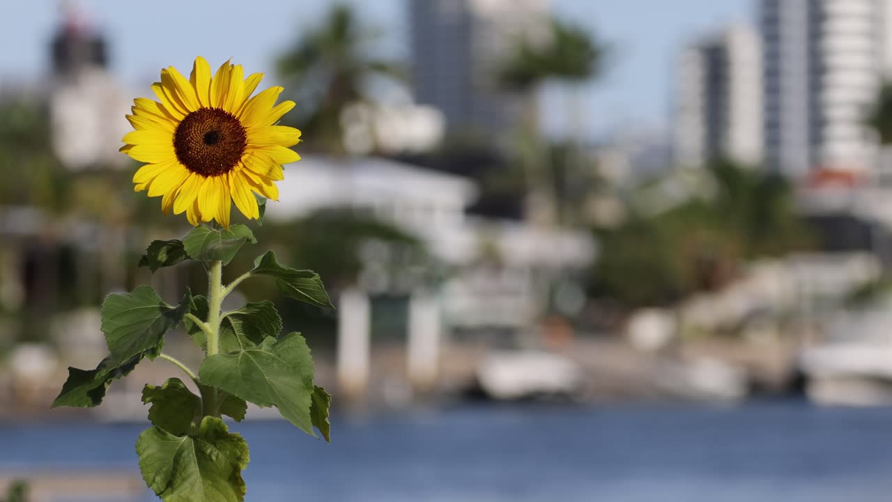 girasol en foco con el paisaje urbano y el agua detrás