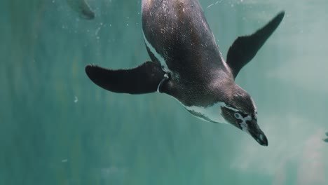 Group-Of-Magellanic-Penguins-Swimming-Underneath-The-Aquarium