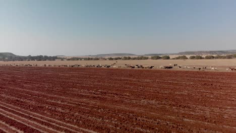 Aerial-over-unused-plowed-land-and-cattle