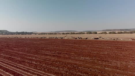 aerial over unused plowed land and cattle