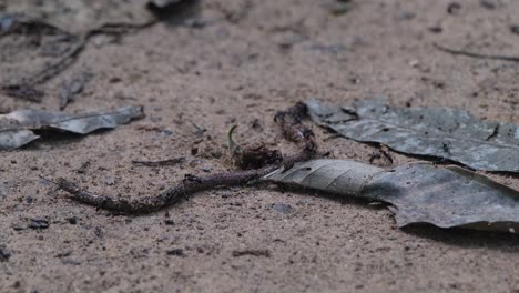 seen being attacked by these army of black ants while trying to cross an open space on the forest floor of khao yai national park in thailand, razorjaw ants, leptogenys