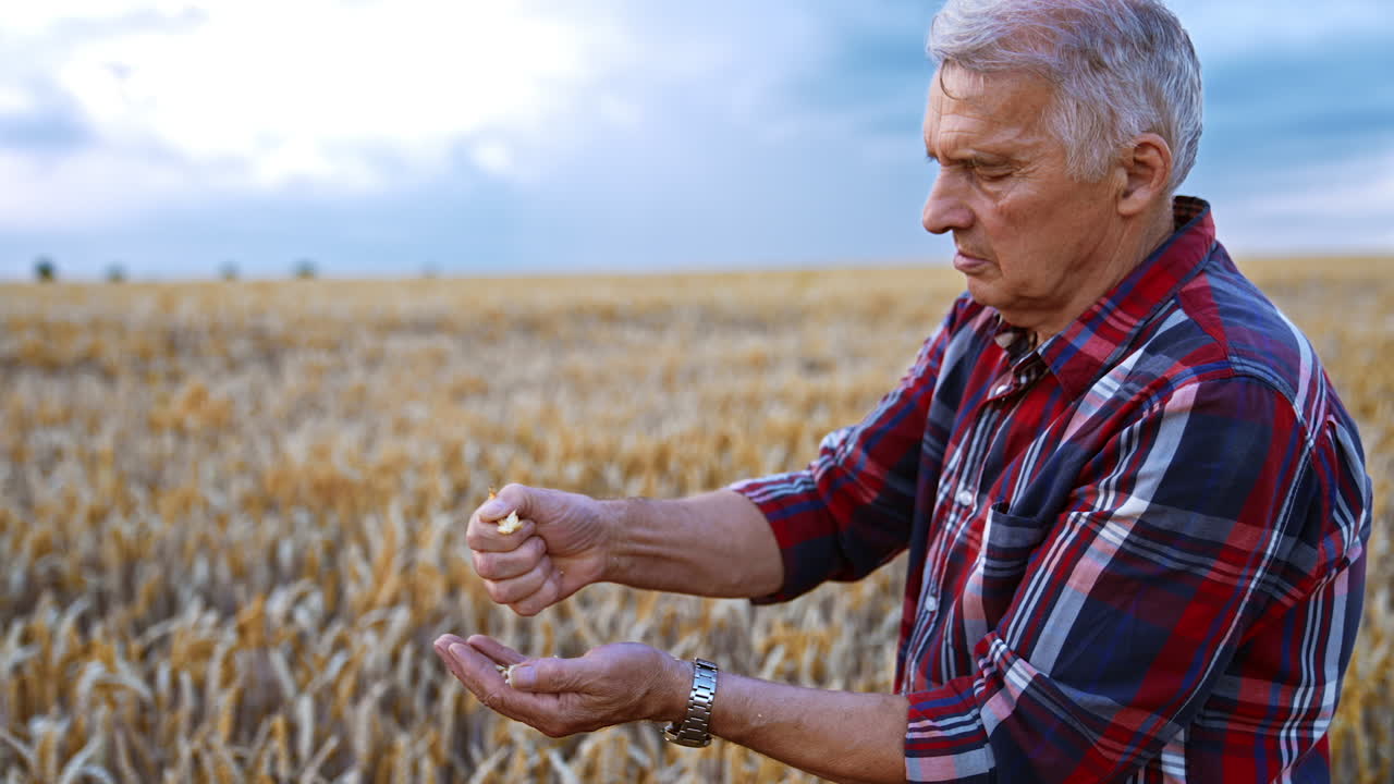Skilled male farmer rubs ears of corn in hands in the field. Rancher extracts the dry grains from spikelets.