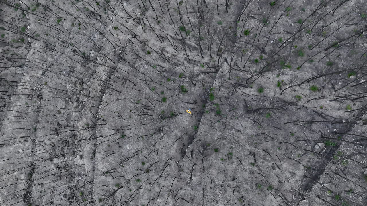 macho caminando solo inspeccionando restos de bosques carbonizados destruidos incendios forestales subiendo de arriba hacia abajo vista aérea