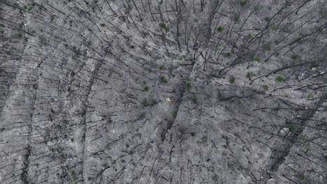 Male-walking-alone-inspecting-remains-of-destroyed-charred-woodland-wildfire-rising-top-down-aerial-view