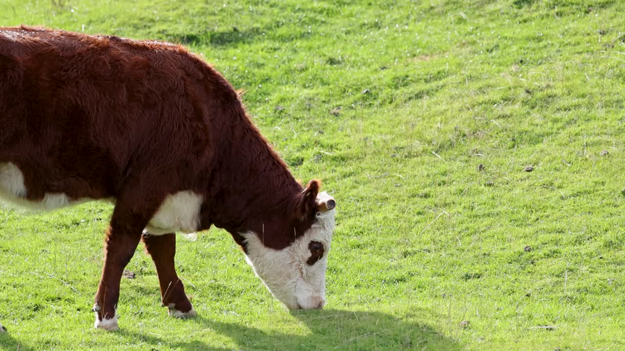 Hereford cattle graze peacefully on lush green grass under bright daylight in Kinloch, North Island, New Zealand