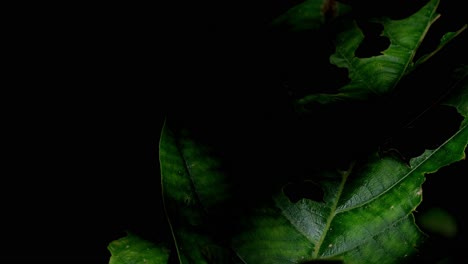 sunlight and shadows on a leaf filled with holes with butterflies flying around it, at kaeng krachan national park in thailand