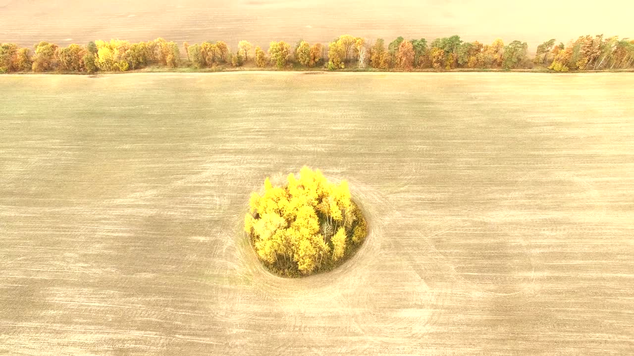 4k 공중. 농업 의 노란 나무 위에, 뒷면과 카메라 올리기